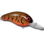 Brown Craw Oragne Belly