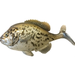 Crappie