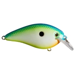 Citrus Shad