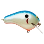 Blue Back,White Side, Orange Belly